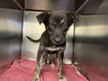 ISHA -  Dutch Shepherd and Mixed Breed Dog for Adoption in Grand Prairie, Texas - ISHA | PetCurious