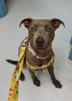 Niecy -  Pit Bull Terrier and Terrier Dog for Adoption in Montgomery, New Jersey - Niecy | PetCurious