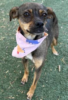 Chiweenie Dogs Available for Adoption in Bell Gardens, California - PEQUE | PetCurious