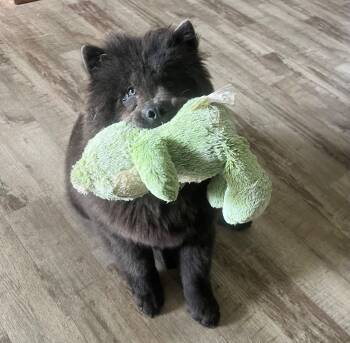 Rescue Chow Chow Dogs for Adoption in Crossville, Tennessee - Mickey | PetCurious