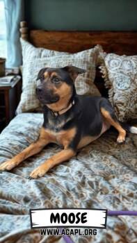 Beagle and Rottweiler Dogs Available for Adoption - Moose | PetCurious