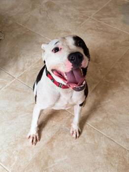 Enzo (AVAILABLE 8/17) -  Pit Bull Terrier Dog for Adoption in Leverett, Massachusetts - Enzo (AVAILABLE 8/17) | PetCurious