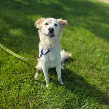 Grumpy -  Mixed Breed and Spitz Dog for Adoption in Jackson, Missouri - Grumpy | PetCurious