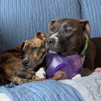 Wini -  Pit Bull Terrier Dog for Adoption in Fargo, North Dakota - Wini | PetCurious