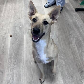 Faith -  Cattle Dog Dog for Adoption in Waco, Texas - Faith | PetCurious