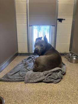 A071514 -  Pit Bull Terrier and Mixed Breed Dog for Adoption in Albuquerque, New Mexico - A071514 | PetCurious