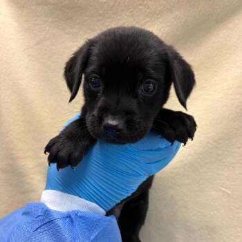 Casper -  Shepherd and Mixed Breed Dog for Adoption in San Antonio, Texas - Casper | PetCurious