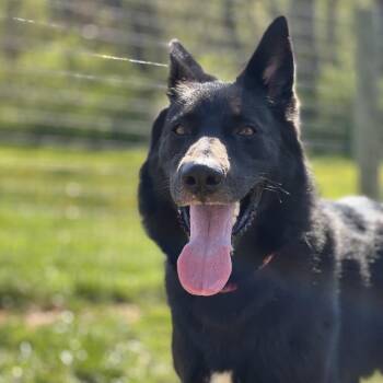 Zelda -  German Shepherd Dog Dog for Adoption in Fairfax Station, Virginia - Zelda | PetCurious