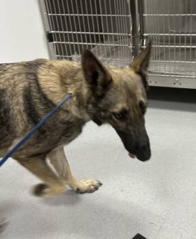 Rescue German Shepherd Dog and Mixed Breed Dogs for Adoption in Fort Worth, Texas - 59748634 | PetCurious