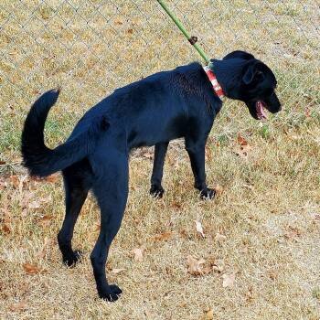Tilley fka Aphrodite -  Mixed Breed Dog for Adoption in Denison, Texas - Tilley Fka Aphrodite | PetCurious
