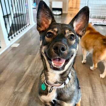 Mixed Breed Dogs Available for Adoption in Buffalo, Minnesota - Jelly Bean | PetCurious