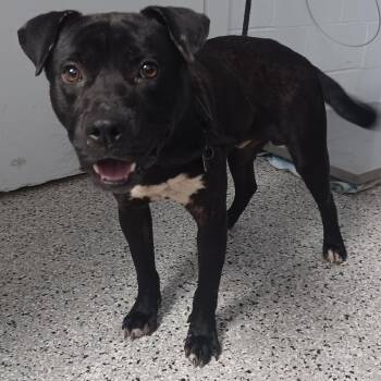 Malcolm -  Labrador Retriever and American Staffordshire Terrier Dog for Adoption in Hattiesburg, Mississippi - Malcolm | PetCurious