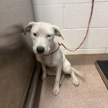 Snowflake -  Pit Bull Terrier and Mixed Breed Dog for Adoption in Ardmore, Oklahoma - Snowflake | PetCurious