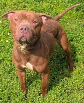 Staffordshire Bull Terrier Dogs Available for Adoption in Akron, Ohio - SAMWISE | PetCurious