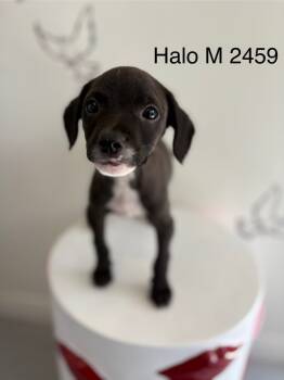 Rescue Chihuahua Dogs for Adoption in Los Angeles, California - Halo #2459 | PetCurious