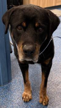 26-447 Axel -  Rottweiler Dog for Adoption in Tarboro, North Carolina - 26-447 Axel | PetCurious