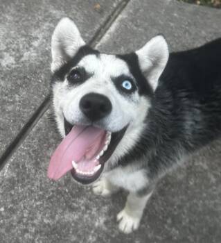 Rescue Siberian Husky and Alaskan Malamute Dogs for Adoption in Tracy, California - Kai | PetCurious