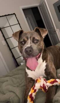 Rescue Mixed Breed Dogs for Adoption in Spartanburg, South Carolina - Harley | PetCurious