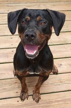 Rescue Rottweiler and Black And Tan Coonhound Dogs for Adoption in St. Augustine, Florida - Charlie | PetCurious
