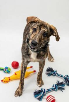 Mountain Cur and Mixed Breed Dogs Available for Adoption in Bowling Green, Kentucky - Koda | PetCurious