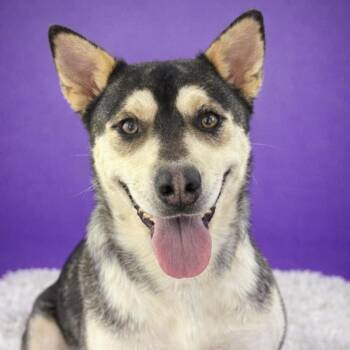 Husky Dogs Available for Adoption in Andover, Massachusetts - Silky | PetCurious