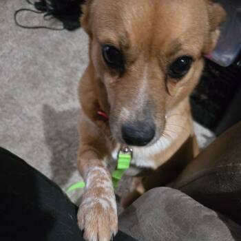 Foxy Roxy -  Cattle Dog and Basenji Dog Available for Adoption in Enid, Oklahoma - Foxy Roxy | PetCurious