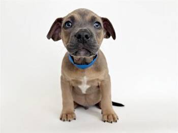 Pit Bull Terrier and Mixed Breed Dogs Available for Adoption in Brentwood, Missouri - TURKEY | PetCurious