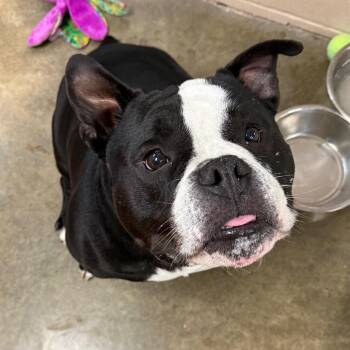 Eeyore -  American Bulldog Dog for Adoption in Muncie, Indiana - Eeyore | PetCurious