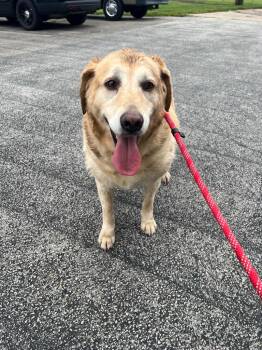 Molli -  Golden Retriever Dog for Adoption in Troy, Ohio - Molli | PetCurious