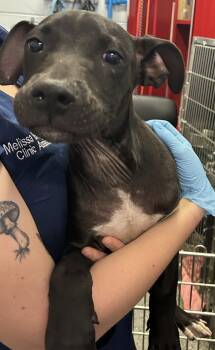 Rescue Pit Bull Terrier Dogs for Adoption in Mobile, Alabama - Michael | PetCurious