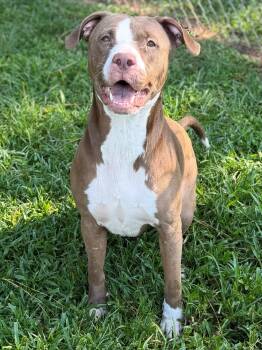 Jolene -  Mixed Breed Dog for Adoption - Jolene | PetCurious