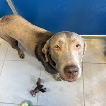Stray Lab -  Labrador Retriever Dog Available for Adoption in Hays, Kansas - Stray Lab | PetCurious