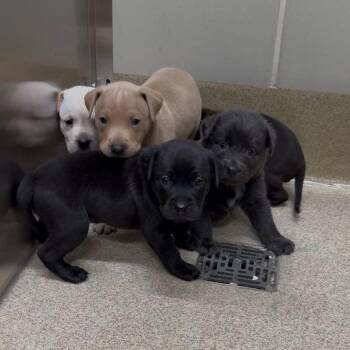 Labrador Retriever Dogs Available for Adoption - Miss Mayhem | PetCurious