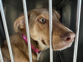 German Shepherd Dog and Mixed Breed Dogs Available for Adoption - BOY | PetCurious