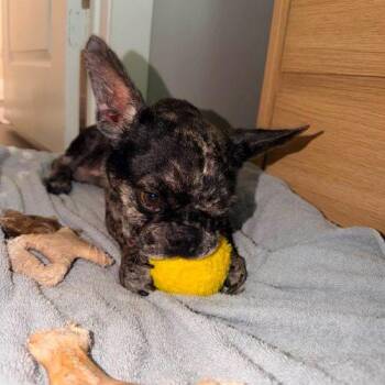 Trey Handsome -  French Bulldog Dog for Adoption in Austin, Texas - Trey Handsome | PetCurious