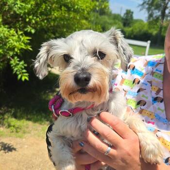 CT Melly avail Jun 13 (Four Town Craft Fair- Somers, CT) -  Schnauzer and Mixed Breed Dog for Adoption in Stormville, New York - CT Melly Avail Jun 13 (Four Town Craft Fair- Somers, CT) | PetCurious