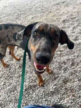 Sadie -  Hound Dog for Adoption in Harrodsburg, Kentucky - Sadie | PetCurious