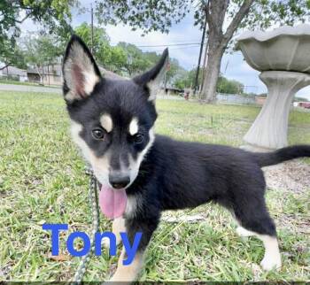 Australian Shepherd Dogs Available for Adoption in Austin, Texas - Tony  | PetCurious