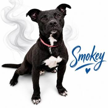 Smokey -  Mixed Breed Dog for Adoption in Memphis, Tennessee - Smokey | PetCurious
