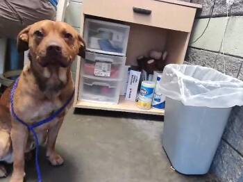 Pit Bull Terrier and Mixed Breed Dogs Available for Adoption in Tulsa, Oklahoma - MOOSEY | PetCurious