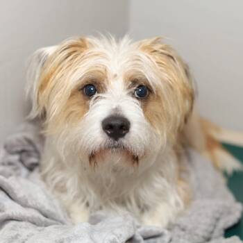 Rescue Terrier Dogs for Adoption in Evansville, Indiana - Maximus | PetCurious