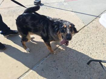 Mixed Breed Dogs Available for Adoption - DOBI | PetCurious