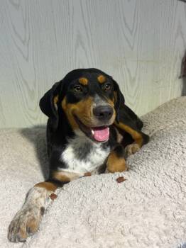 Rescue Coonhound Dogs for Adoption in Opelousas, Louisiana - Hansel | PetCurious