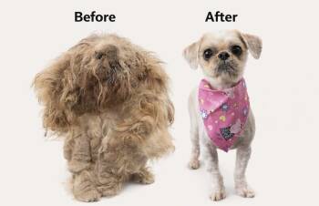 Shih Tzu Dogs Available for Adoption in Washington, District Of Columbia - Melody | PetCurious