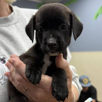 Sirius -  Labrador Retriever and Mixed Breed Dog for Adoption in Jefferson, New Jersey - Sirius | PetCurious