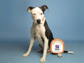CHAPO -  Pit Bull Terrier Dog for Adoption in Phoenix, Arizona - CHAPO | PetCurious