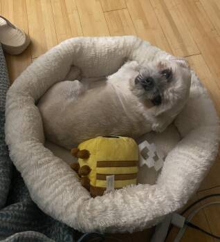 Zinfandel (26-102 D) -  Shih Tzu Dog for Adoption in Lansing, Michigan - Zinfandel (26-102 D) | PetCurious