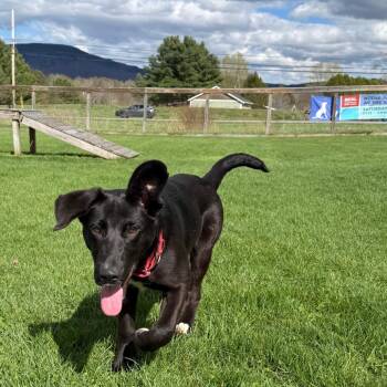 Mixed Breed Dogs Available for Adoption in Morristown, Vermont - Grace | PetCurious
