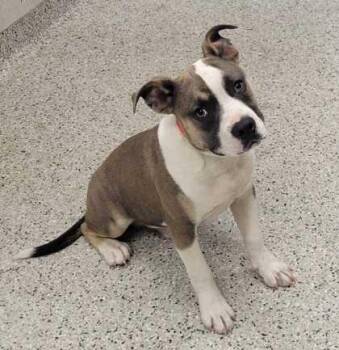 Kenobi -  Pit Bull Terrier and Mixed Breed Dog for Adoption in Kansas City, Missouri - Kenobi | PetCurious