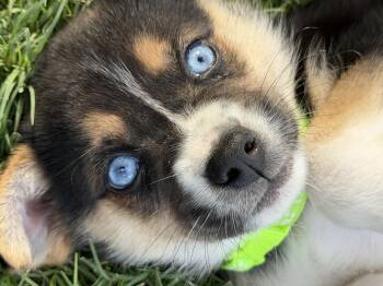 Rime -  Australian Shepherd and Border Terrier Dog for Adoption in Gilbert, Arizona - Rime | PetCurious
